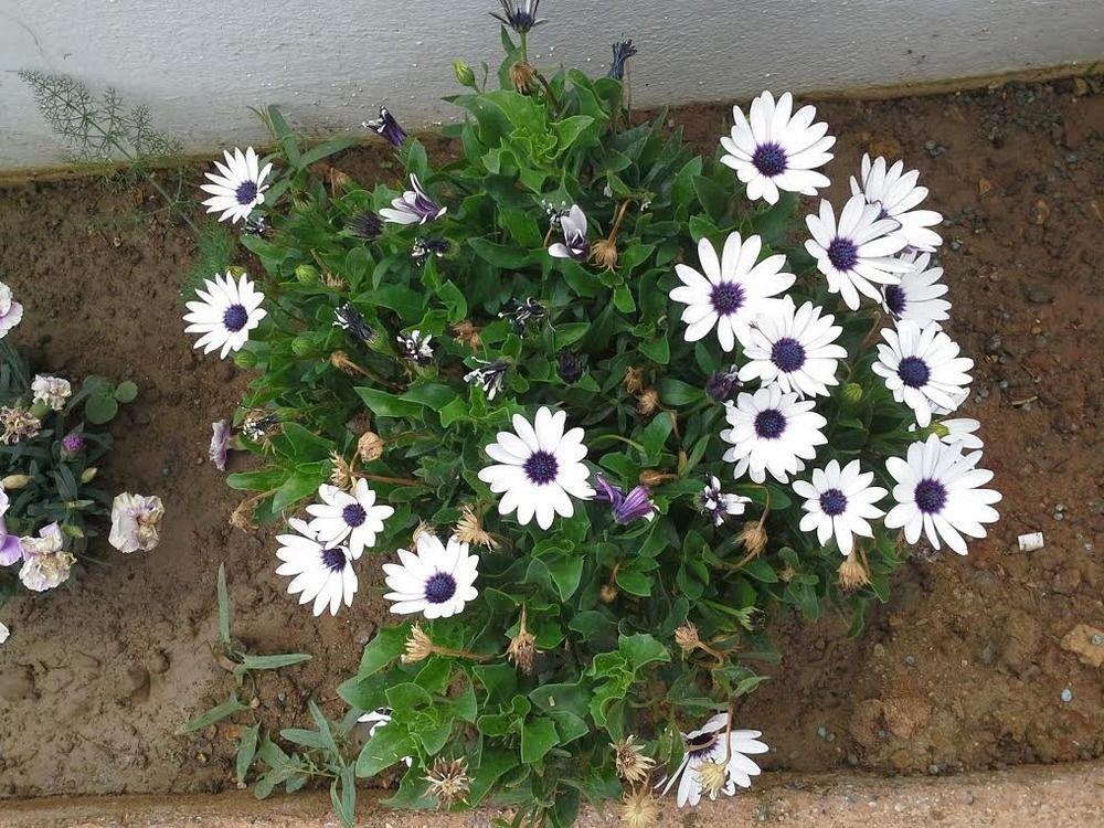 Anemi Leros Apartments Panteli Dış mekan fotoğraf
